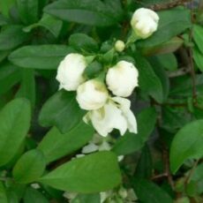 5023242998343 1 Chaenomeles speciosa Nivalis.JPG
